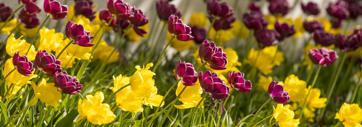 tulpaner